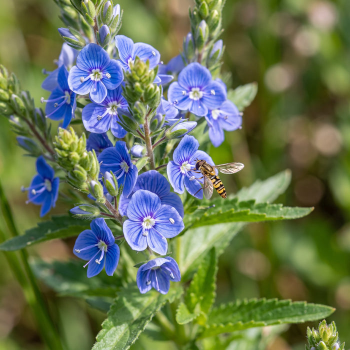 Blüte von Großer Ehrenpreis (Veronica teucrium) in Nahaufnahme (KI-generiert)