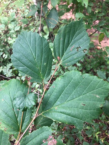 Grote pluimstruik — Bild 4