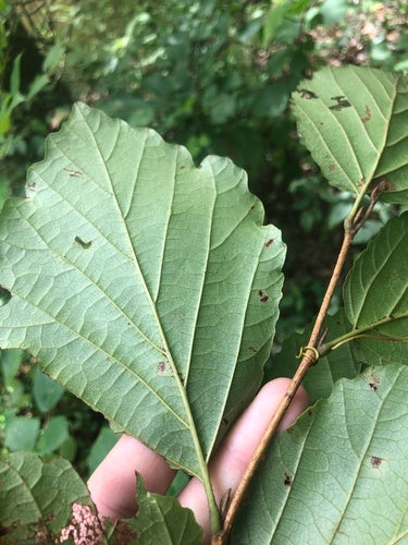 Grote pluimstruik — Bild 2