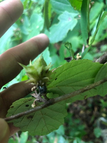 Grote pluimstruik — Bild 3