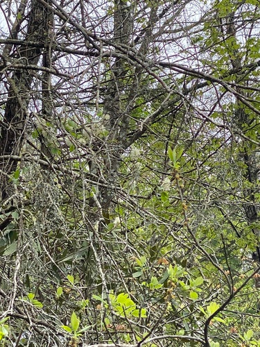 Grote pluimstruik — Bild 5