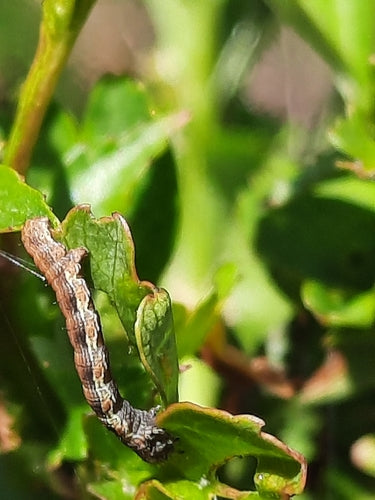 Grote vorstmot — foto 4 van 11