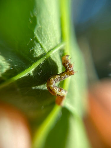 Grote vorstmot — Bild 5