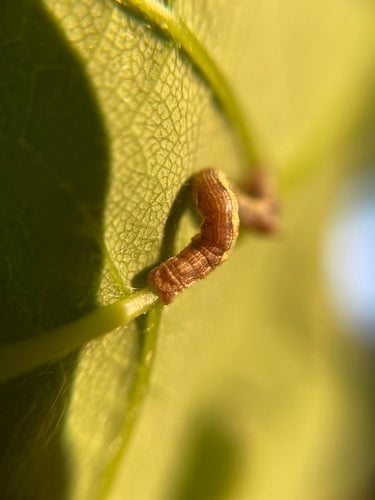 Grote vorstmot — Bild 4