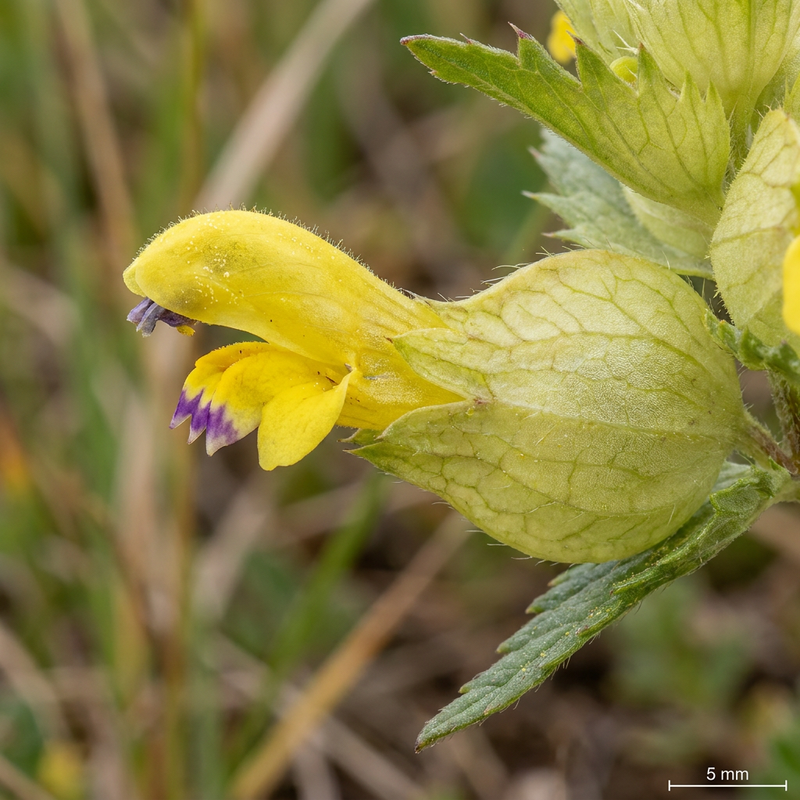 Grote rammelpot
