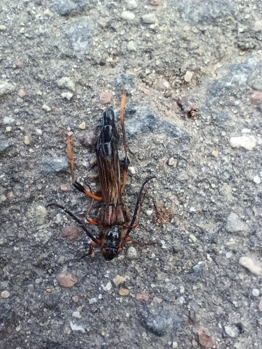 Grote wespenkever — Bild 3