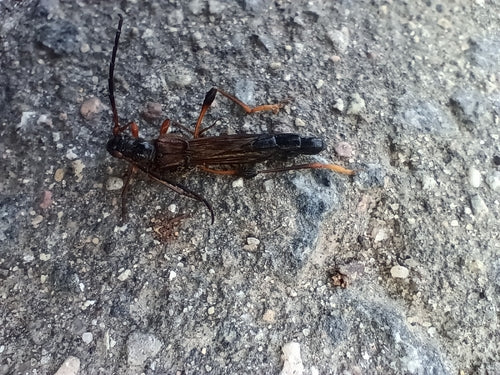 Grote wespenkever — Bild 2