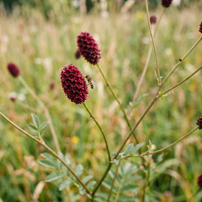 Blüte von Großer Wiesenknopf (Sanguisorba officinalis) in Nahaufnahme (KI-generiert)