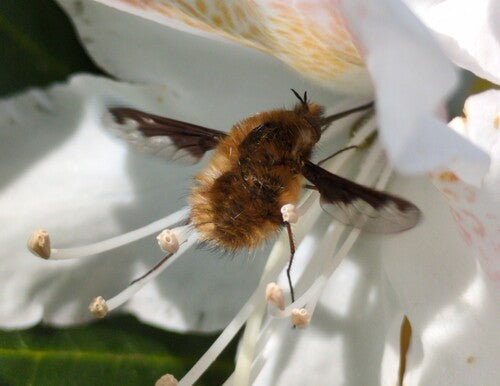 Grote wollen drijver — Bild 2