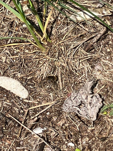 Grote wollen drijver — Bild 5