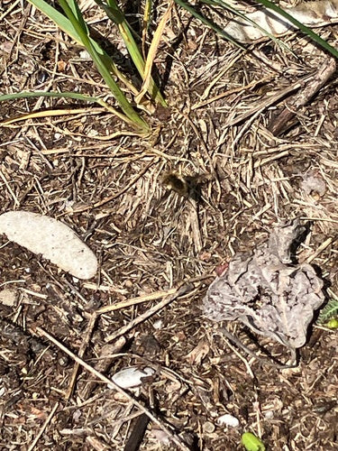 Grote wollen drijver — Bild 3