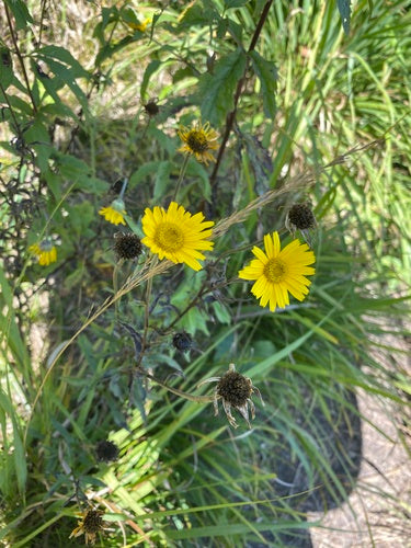 Grote ossenoog — foto 5 van 10