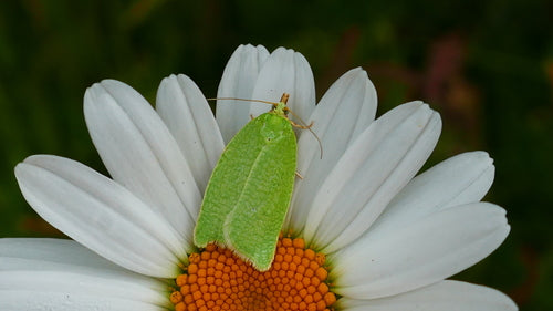 Groene eikenmotten — Bild 5