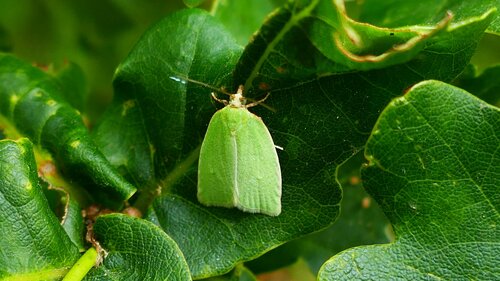 Groene eikenmotten — Bild 4