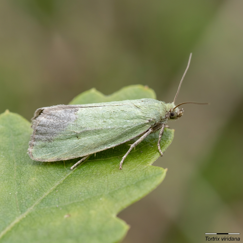 Groene eikenmotten