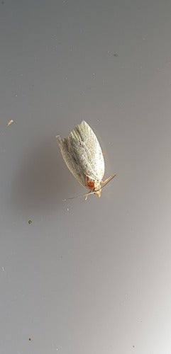 Groene eikenmotten — Bild 2