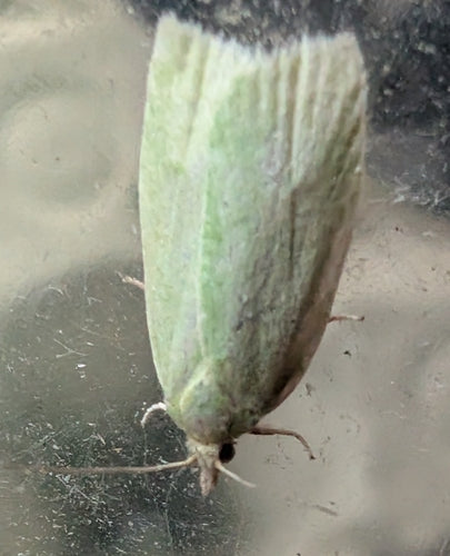 Groene eikenmotten — Bild 3