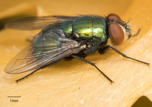 Groene vliegen — Bild 4