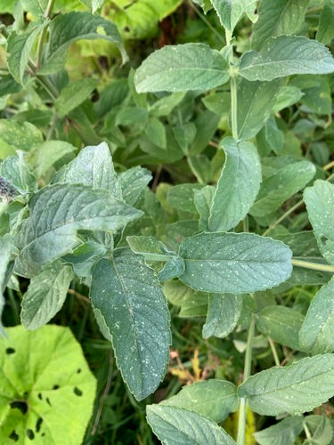 Groene munt — Bild 2