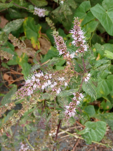 Groene munt — Bild 3