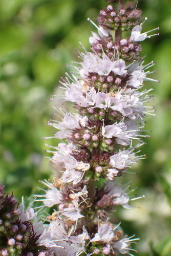 Groene munt — Bild 5