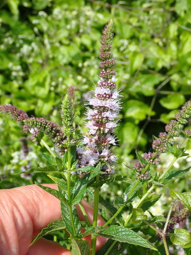 Groene munt — Bild 4
