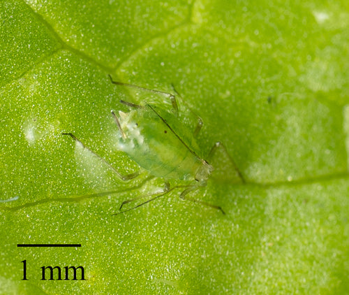Groene perzikluis — Bild 4