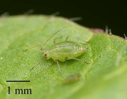 Groene perzikluis — Bild 5