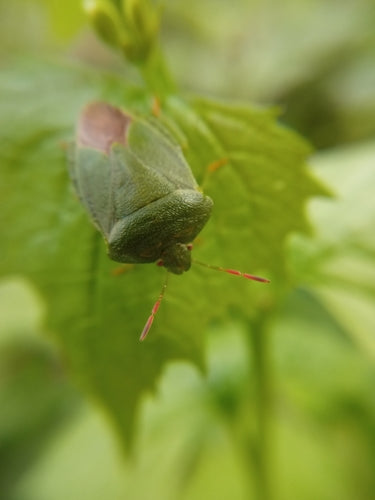 Groene stinkwants (nimf) — Bild 5