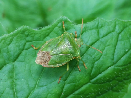 Groene stinkwants (nimf) — Bild 2