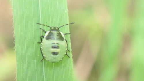Groene stinkwants (nimf) — Bild 4