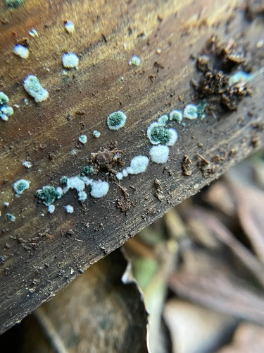 Trichoderma viride — foto 4 van 36