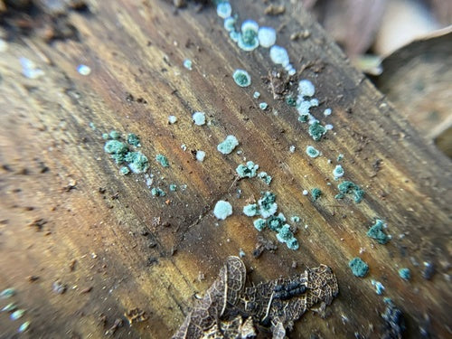 Trichoderma viride — foto 3 van 36