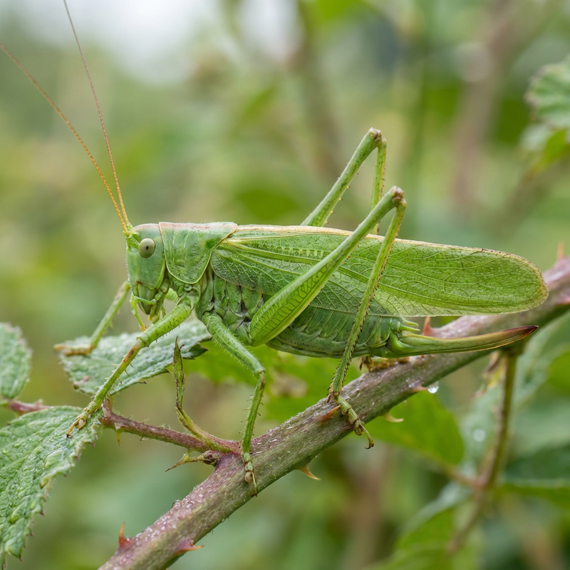 Groen hooipaard