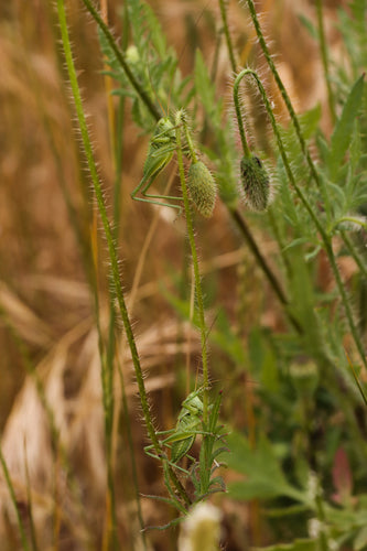 Groen hooipaard — Bild 4