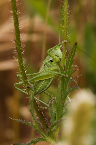 Groen hooipaard — Bild 5