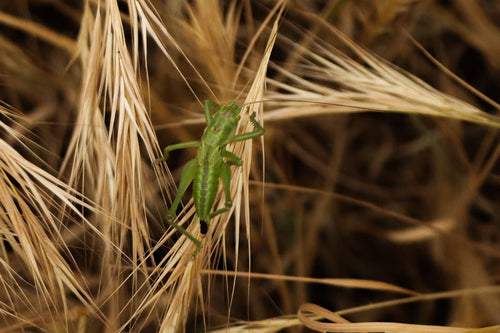 Groen hooipaard — Bild 3