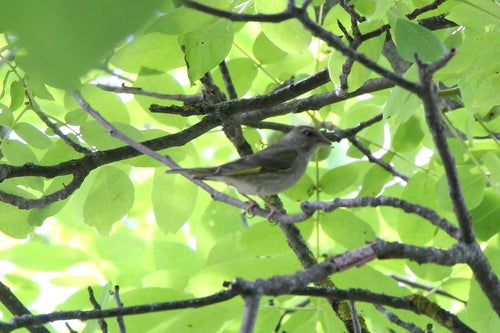 Groenling — foto 4 van 11