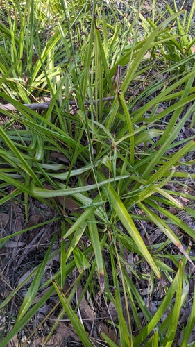 Groene lelie — Bild 5