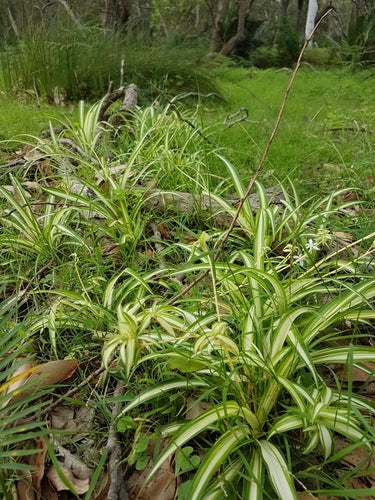 Groene lelie — Bild 3