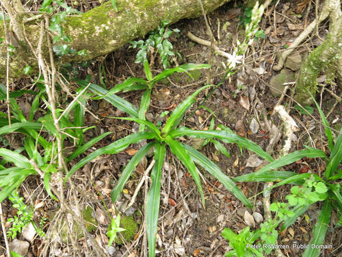 Groene lelie — Bild 2