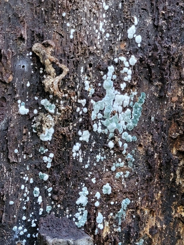 Groene schimmel — Bild 5