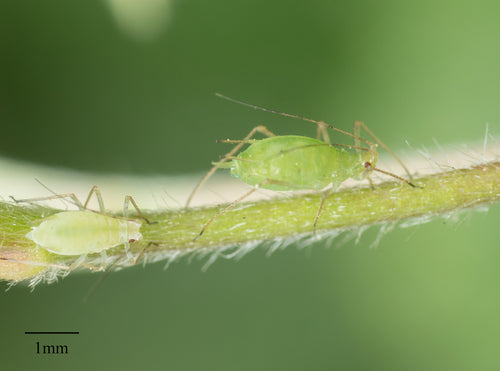 Groengestreepte aardappelluis — Bild 5