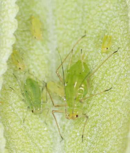 Groengestreepte aardappelluis — Bild 3