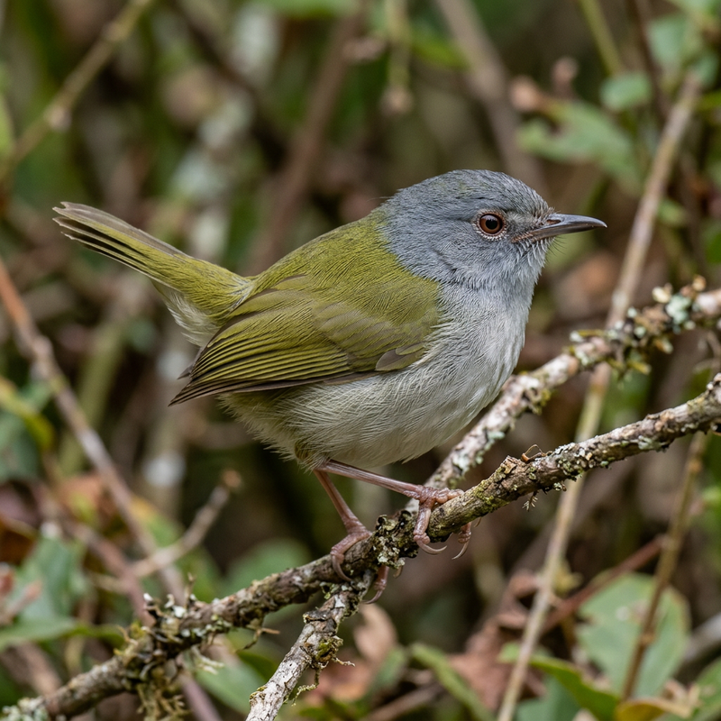 Grüntrappensänger (Camaroptera brachyura), AI-illustratie
