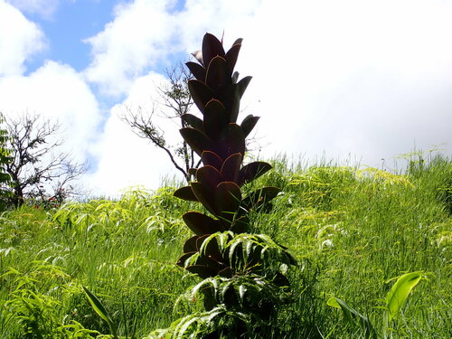 Rubberboom — Bild 2
