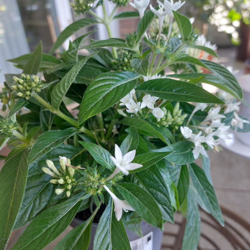 Egyptische Starbush — Bild 1