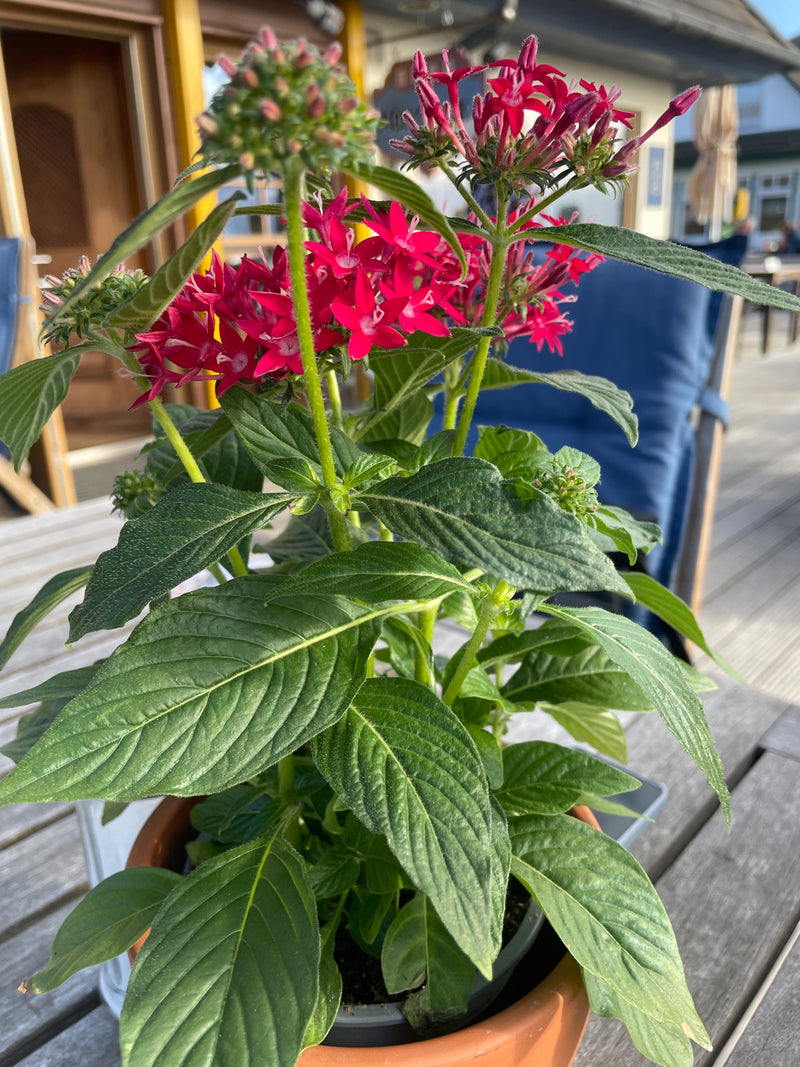 Egyptische Starbush — foto 1 van 2