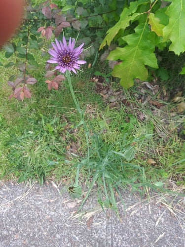 Haver wortel — Bild 4