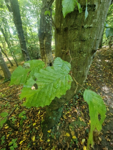 haagbeuk — Bild 4